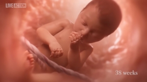 Sunny Side of The Stream: Lawmakers in Four States Consider Laws That Would Show Fetal Development Video in Classrooms