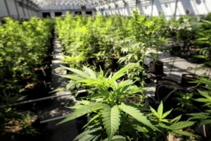 Maryland Laces Marijuana Biz Permits With DEI