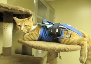 Rand Paul's Festivus Report Exposes Fauci's NIH Wasting Taxpayer's Money on Barbaric Cat Experiments with Electroshock and Brain Mutilation | The Gateway Pundit