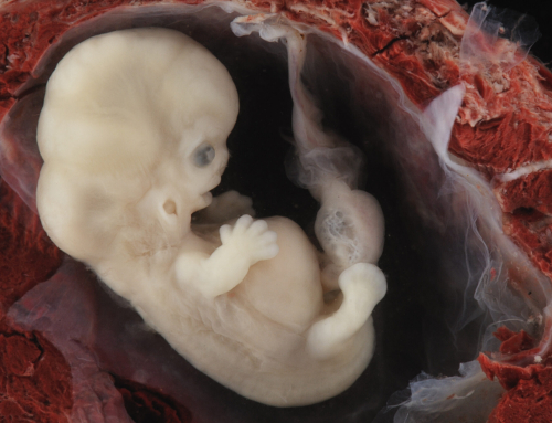 New Bill to Ban Abortion Pill Hits Senate | The Gateway Pundit